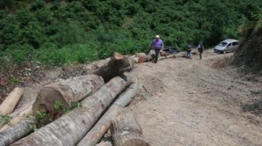 Taş i&ccedil;in ormanı katlediyorlar