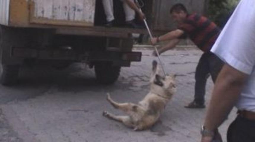 Tekirdağ&rsquo;da kuduz k&ouml;pek paniği