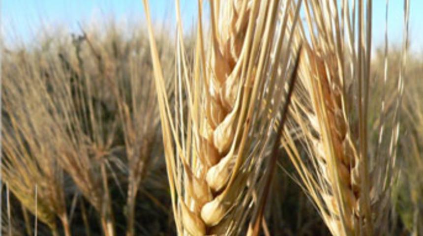 Sezonun ilk mahsul&uuml; arpa 6 liradan satıldı