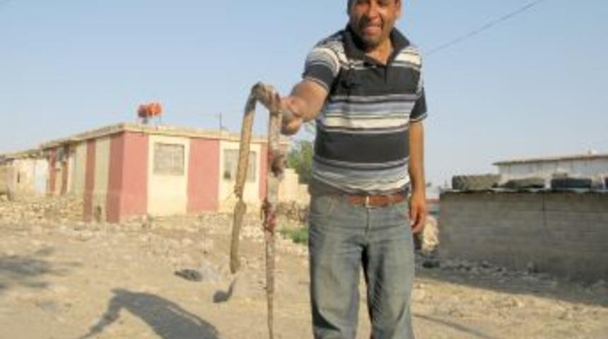 Araban'da yılan korkusu