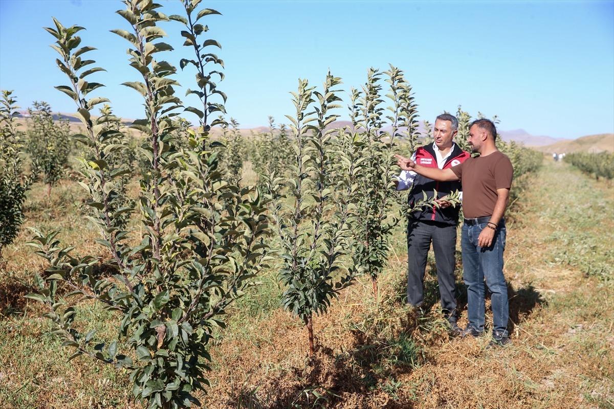 Van da toprakla buluşturulan 4,5 milyon fidanla meyvecilik gelişiyor 1