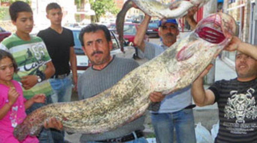 Kızılırmak'tan dev yayın balığı &ccedil;ıktı