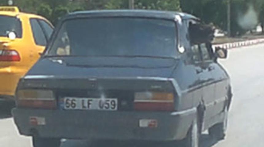 Otomobille dana sevkiyatı