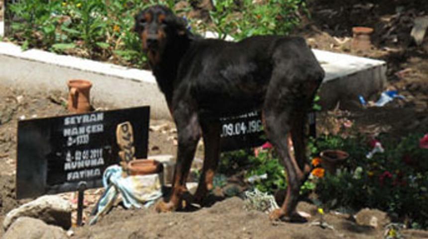 Sahibinin mezarından ayrılmıyor