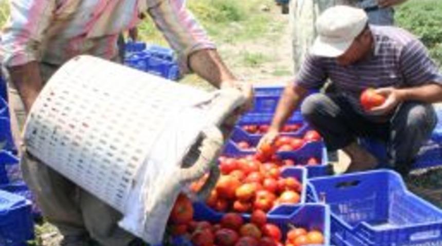 Şiddetli yağışlar &Ccedil;ukurova'da tarım &uuml;r&uuml;nlerine b&uuml;y&uuml;k zarar verdi