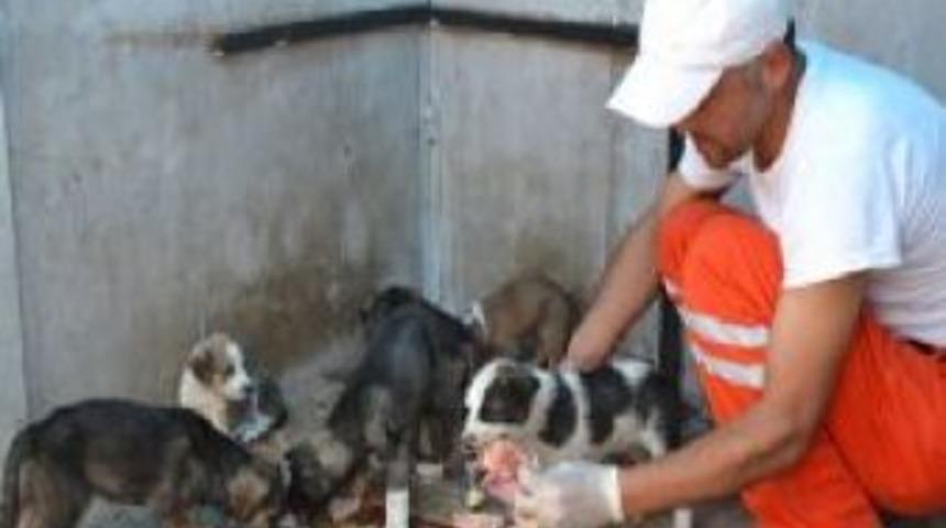 Anneleri &ouml;len 6 k&ouml;pek yavrusuna sahip &ccedil;ıktı