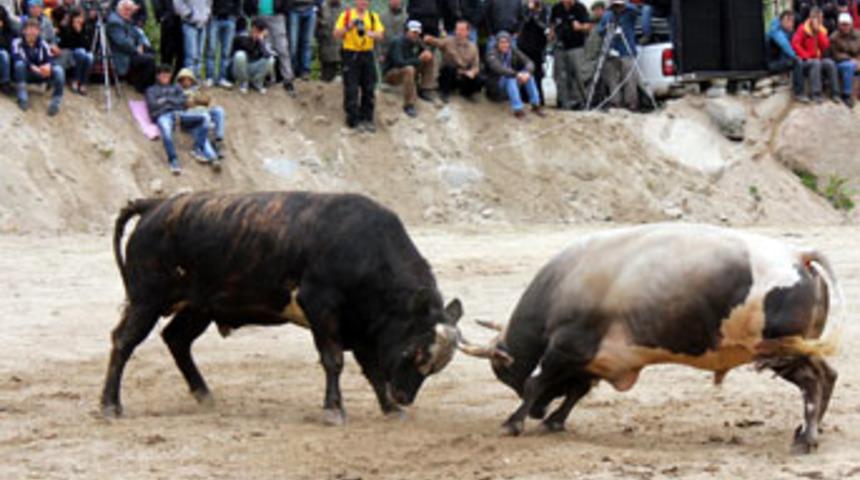 Boğa güreşlerinde kavga