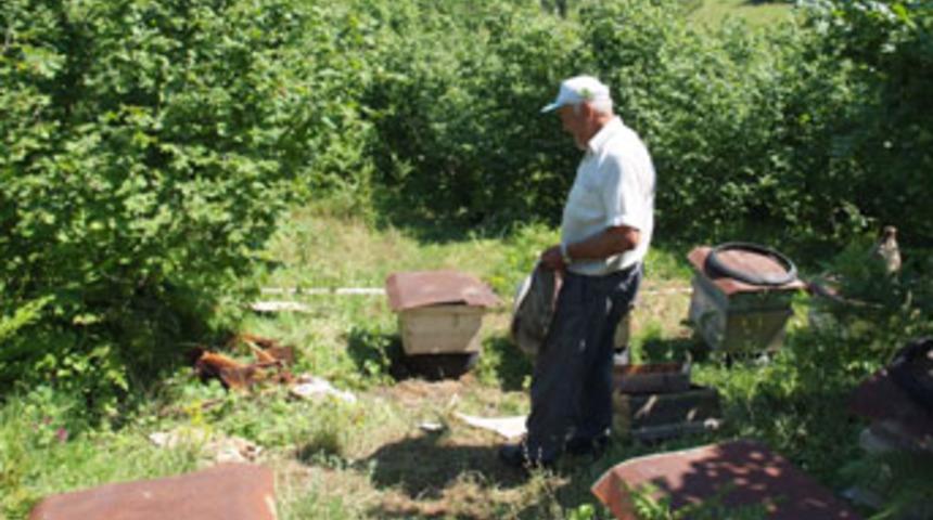 Ayı arı kovanlarını par&ccedil;aladı