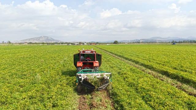Osmaniye'nin 'fit fıstık' hedefi: 50 bin ton rekolteyle yeni katma değer