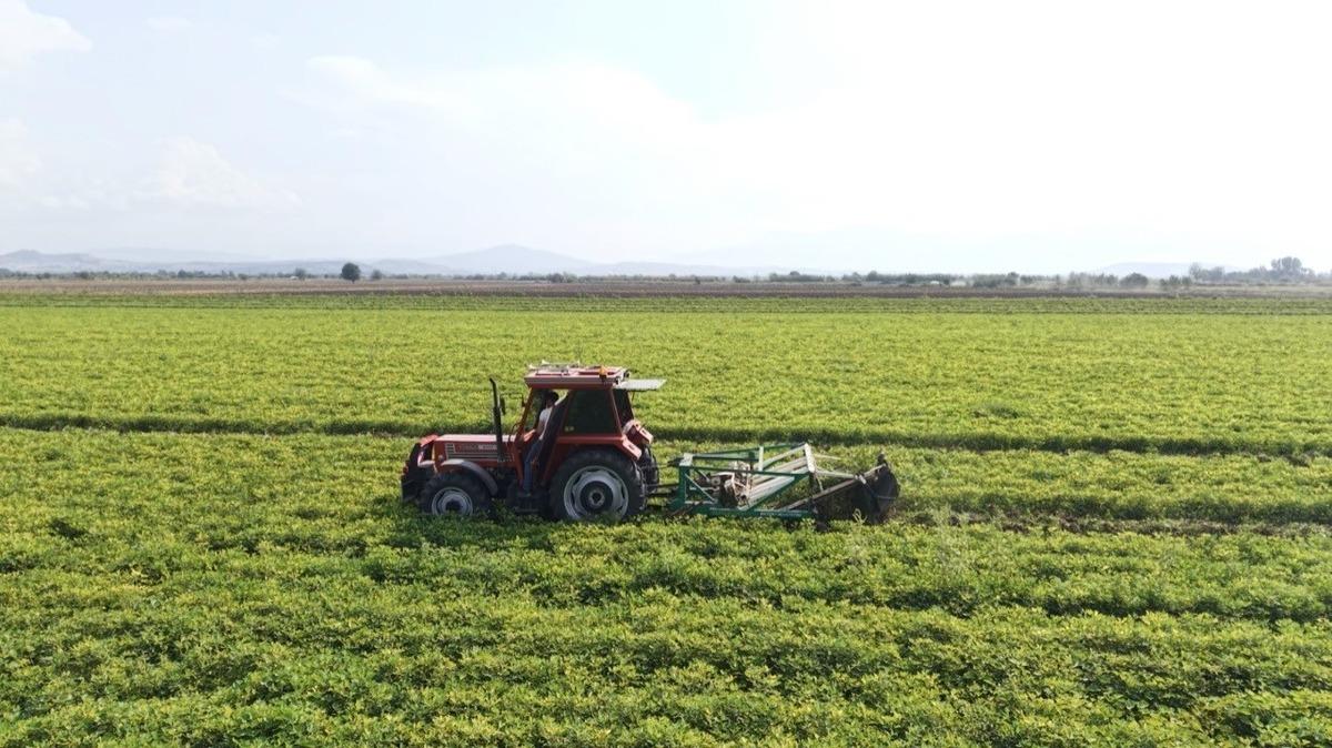 Osmaniye nin  fit fıstık  hedefi: 50 bin ton rekolteyle yeni katma değer 1