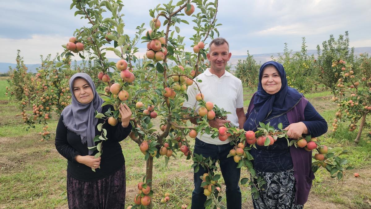 Amasya&rsquo;nın &uuml;nl&uuml; misket elmasından 6 bin 462 tonluk rekolte beklentisi 3