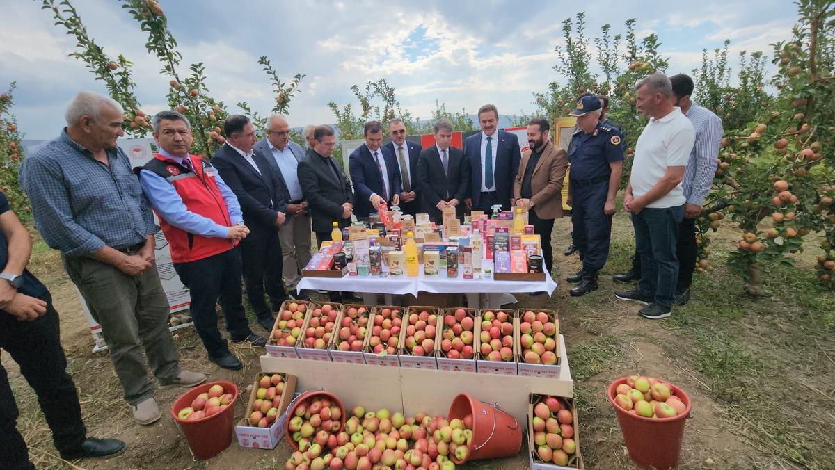 Amasya&rsquo;nın &uuml;nl&uuml; misket elmasından 6 bin 462 tonluk rekolte beklentisi 4