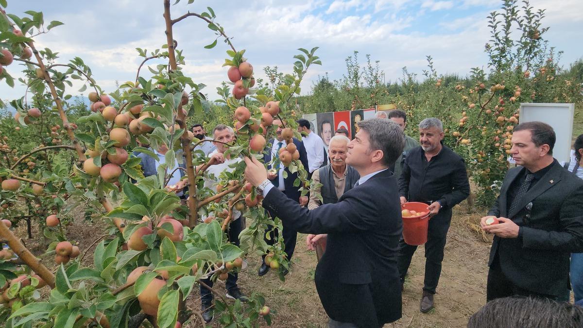 Amasya&rsquo;nın &uuml;nl&uuml; misket elmasından 6 bin 462 tonluk rekolte beklentisi 5