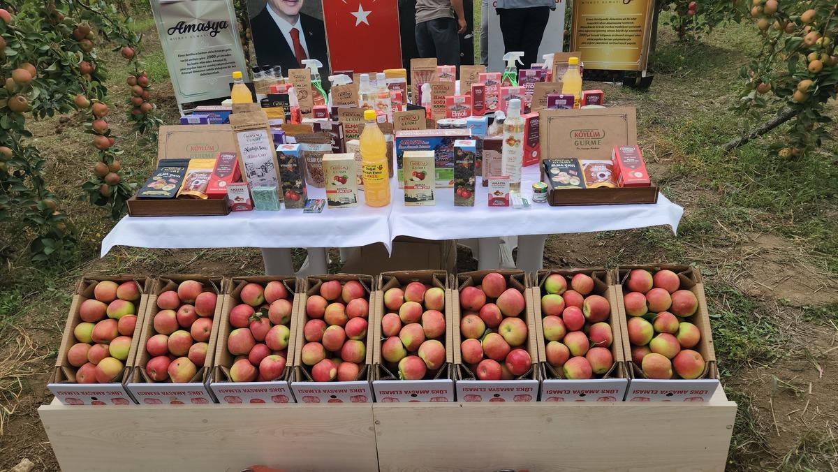 Amasya&rsquo;nın &uuml;nl&uuml; misket elmasından 6 bin 462 tonluk rekolte beklentisi 2