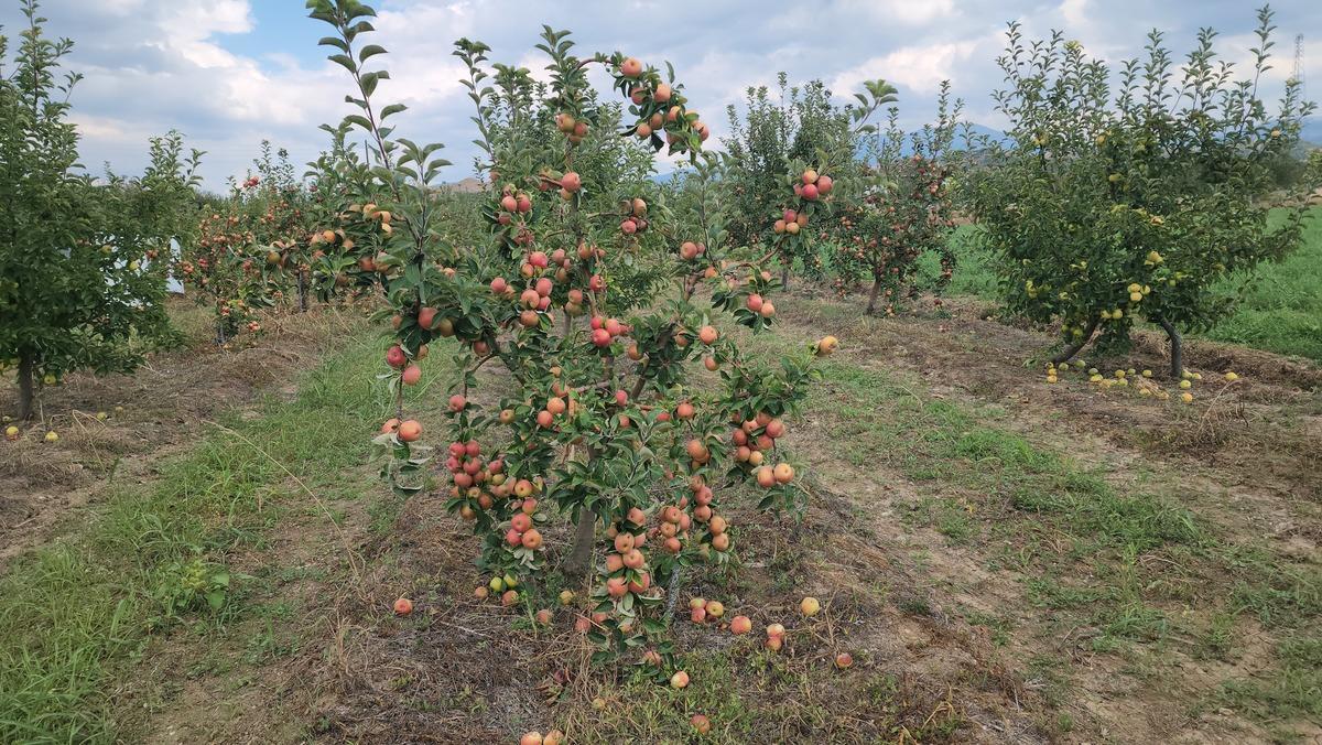 Amasya&rsquo;nın &uuml;nl&uuml; misket elmasından 6 bin 462 tonluk rekolte beklentisi 6