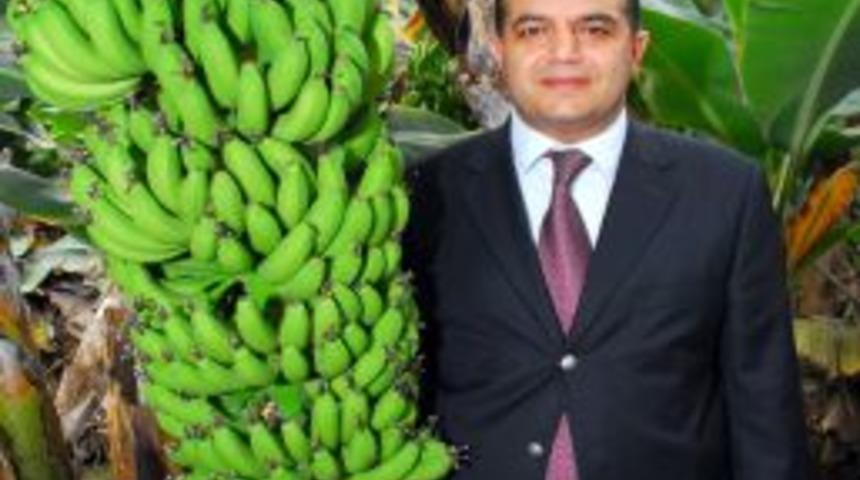 MUZBİR Başkanı G&uuml;ney: Muzu T&uuml;rkiye markası yapacağız