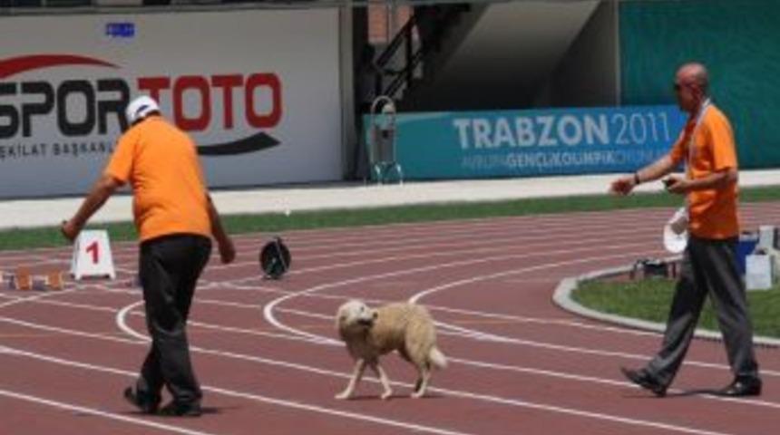 EYOF'ta m&uuml;cadele başladı, sıcağa rağmen yarışmalar heyecanlı ge&ccedil;iyor