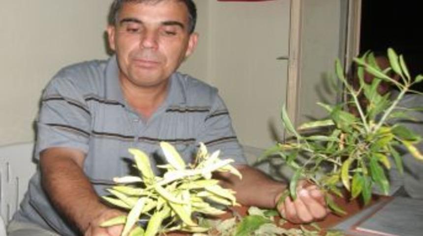 Badem üzüm ve elmaya alternatif oldu