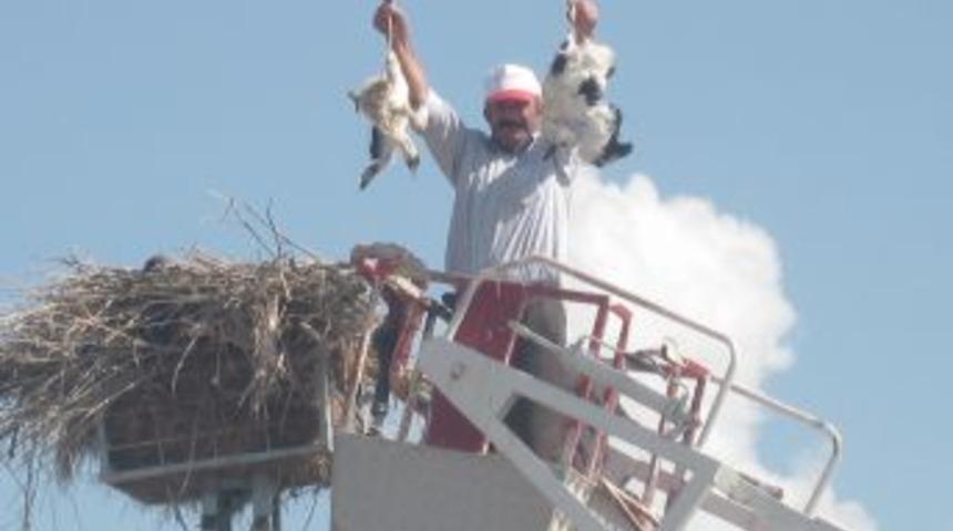 Dolu, leylek yavrularını telef etti