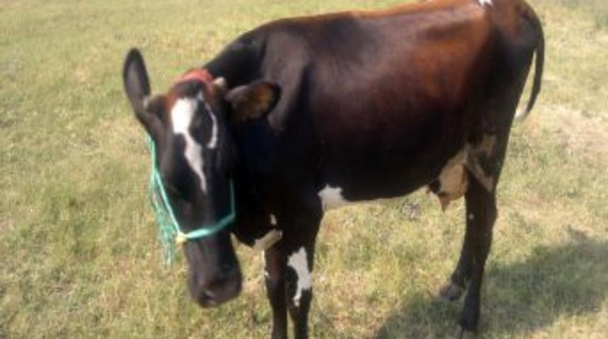 İneği otomobilin i&ccedil;ine koyarak &ccedil;almaya kalkıştılar