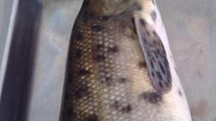 Hasankeyf'te b&uuml;y&uuml;k keşif&rlm;