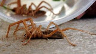 Et yiyen örümcek halkın korkulu rüyası oldu