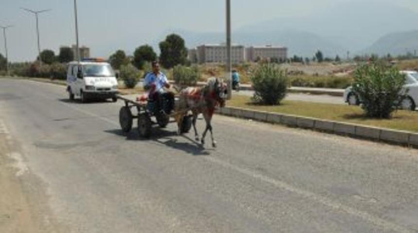 At arabası s&uuml;ren zabıta ilgin&ccedil; g&ouml;r&uuml;nt&uuml;lere sahne oldu