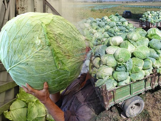 Tek k&ouml;yde yılda 1 milyon tane yetiştiriliyor