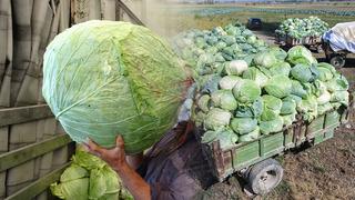 Tek köyde yılda 1 milyon tane yetiştiriliyor: En büyüğü 45 kilogram