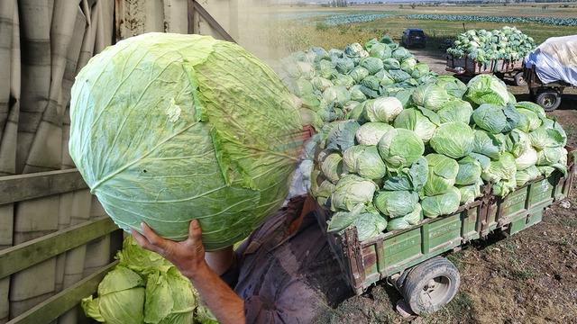 Tek köyde yılda 1 milyon tane yetiştiriliyor: En büyüğü 45 kilogram