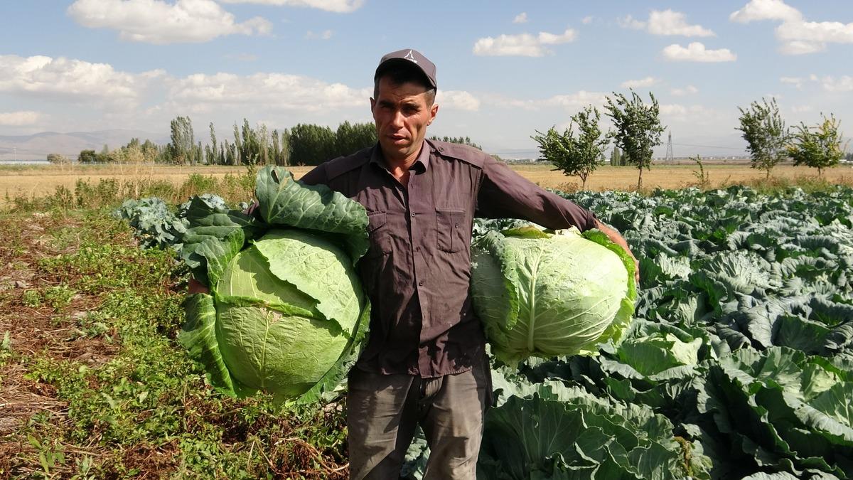 Tek köyde yılda 1 milyon tane yetiştiriliyor: En büyüğü 45 kilogram 2