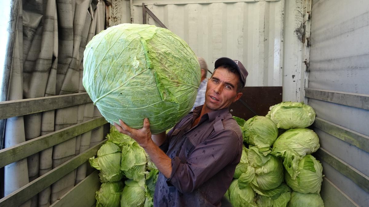 Tek köyde yılda 1 milyon tane yetiştiriliyor: En büyüğü 45 kilogram 3