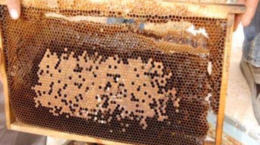 G&uuml;neydoğuda aşırı sıcaklardan dolayı arılar telef oldu