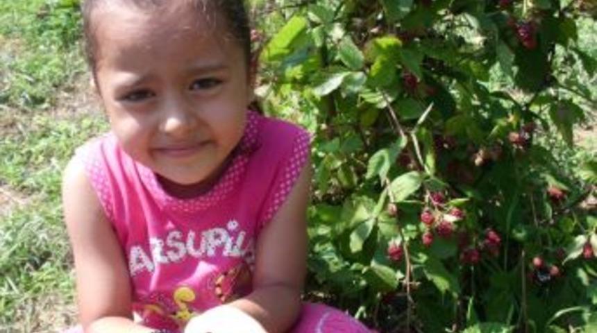 B&ouml;ğ&uuml;rtlen tarlasından ilk mahsuller toplanmaya başlandı