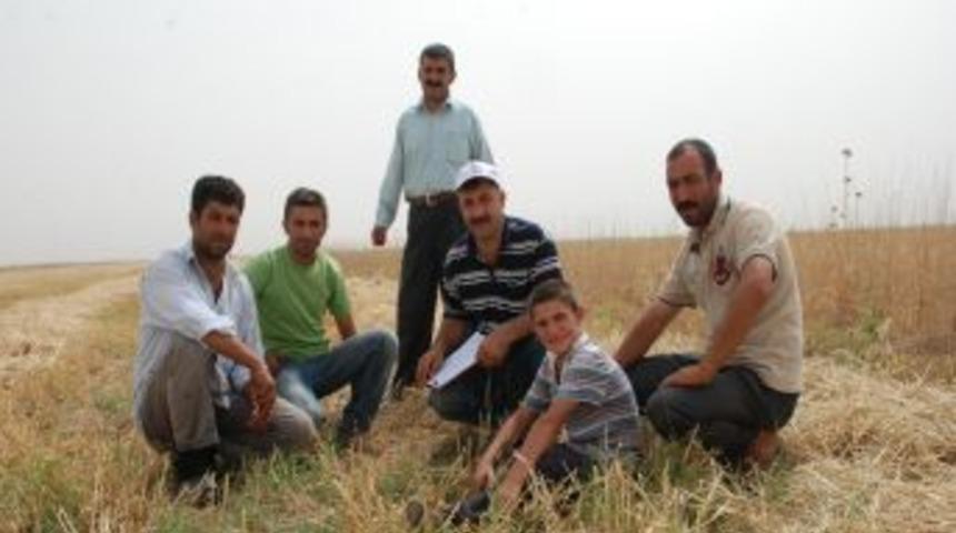 Muş Ovası bereketli bir yıl yaşıyor