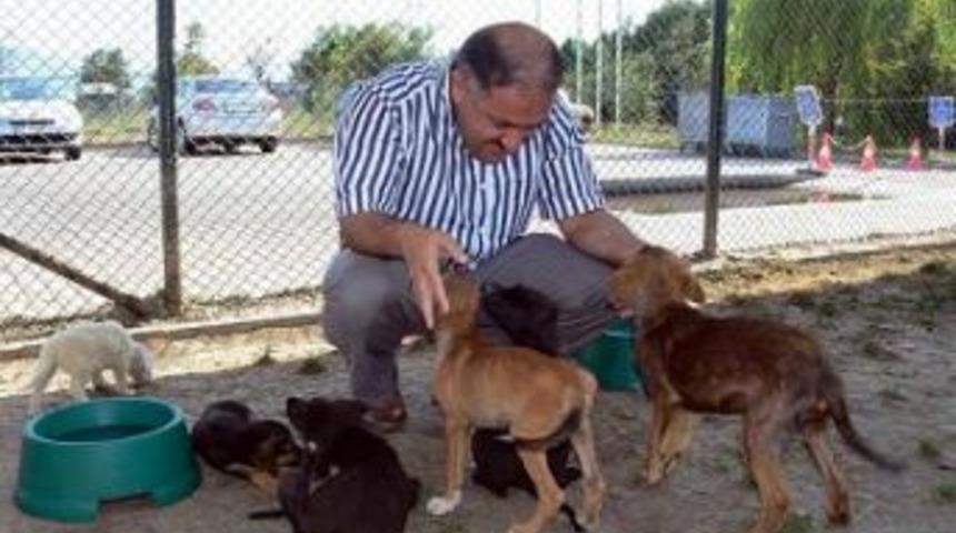 Bin 400 sokak hayvanına sıcak yuva