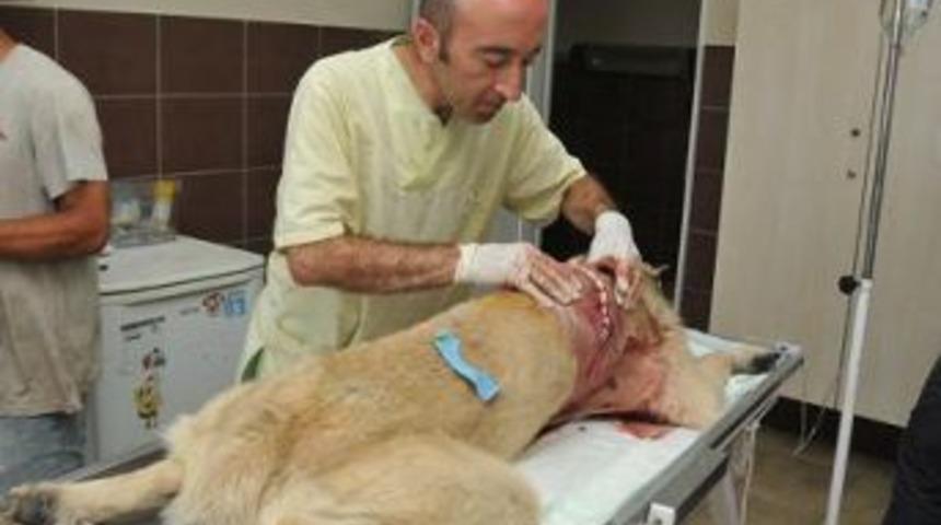 Sırtıbdan vurulan Kangal hayata d&ouml;nd&uuml;r&uuml;ld&uuml;