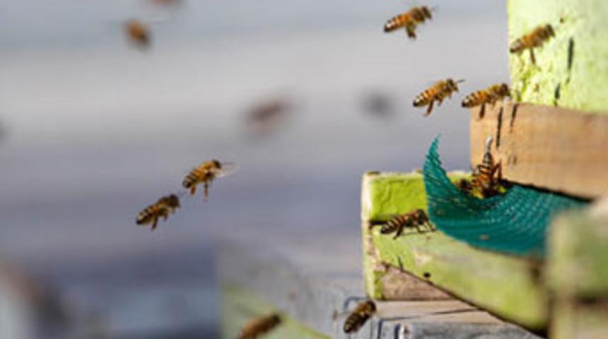 Kızgın arılar, 6 kişiyi hastanelik etti