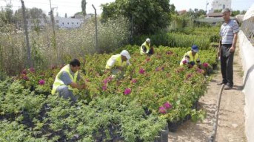 Muratpaşa'da dikilen s&uuml;s bitkilerini belediye kendi serasında &uuml;retiyor