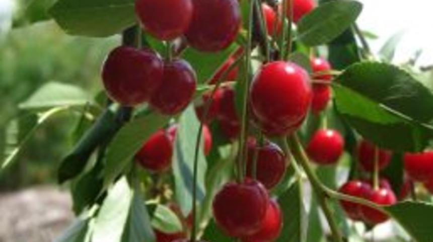 Meyve suyu &uuml;reticileri rekabete girdi, vişnenin kilogramı 2.5 liraya &ccedil;ıktı