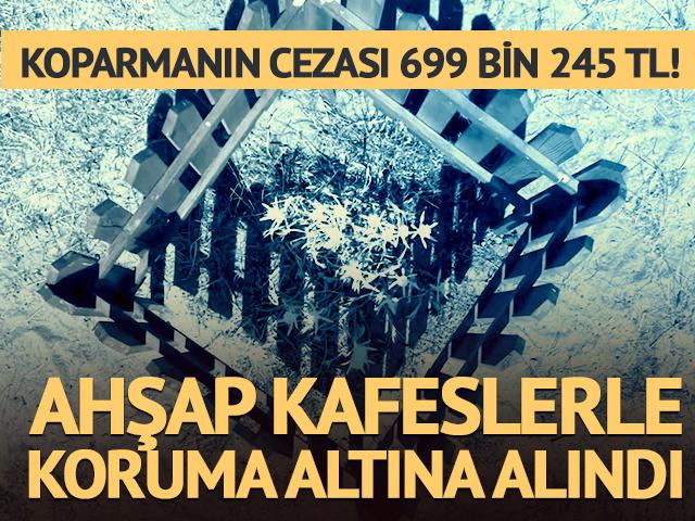 Koparmanın cezası 699 bin 245 TL! Ahşap kafeslerle koruma altına alındı  