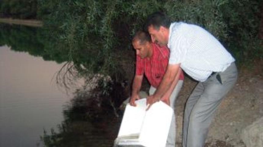 Sivrisinek sorununa balıklı &ccedil;&ouml;z&uuml;m