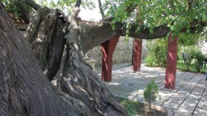 H&uuml;davendigar'ın &ouml;l&uuml;m&uuml;yle ikiye ayrıldığı s&ouml;ylenen dut ağacı onarıldı