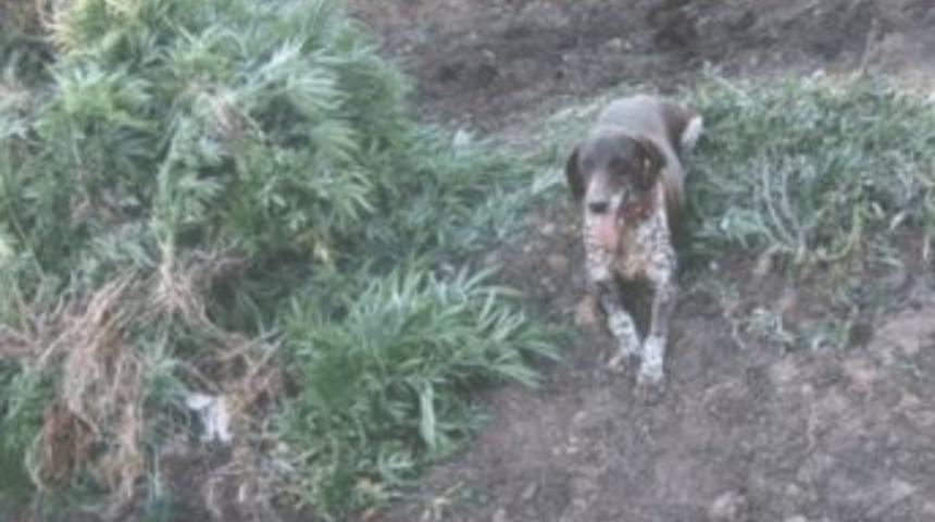 Bir ayda 41 kenevir tarlası tespit edildi