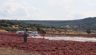 Hasat başladı, tarlada kilosu 200 lira! 3 kıtaya ihra&ccedil; ediliyor