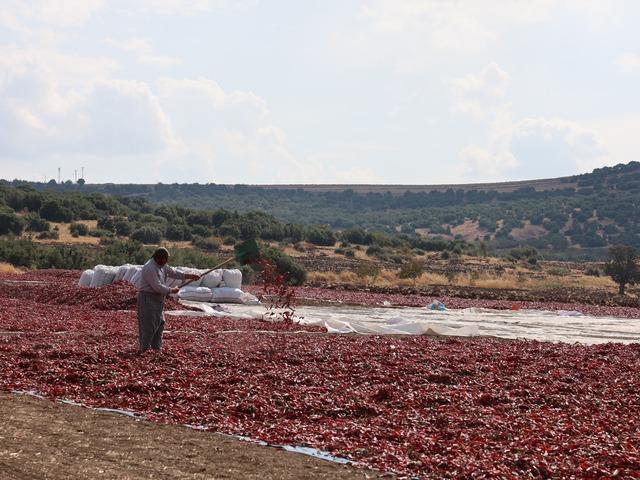 Hasat başladı, tarlada kilosu 200 lira! 3 kıtaya ihra&ccedil; ediliyor