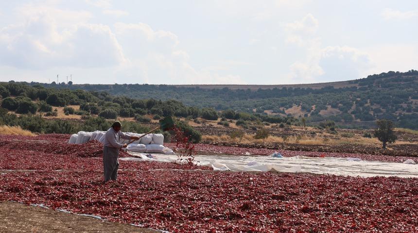 Hasat başladı, tarlada kilosu 200 lira! 3 kıtaya ihra&ccedil; ediliyor