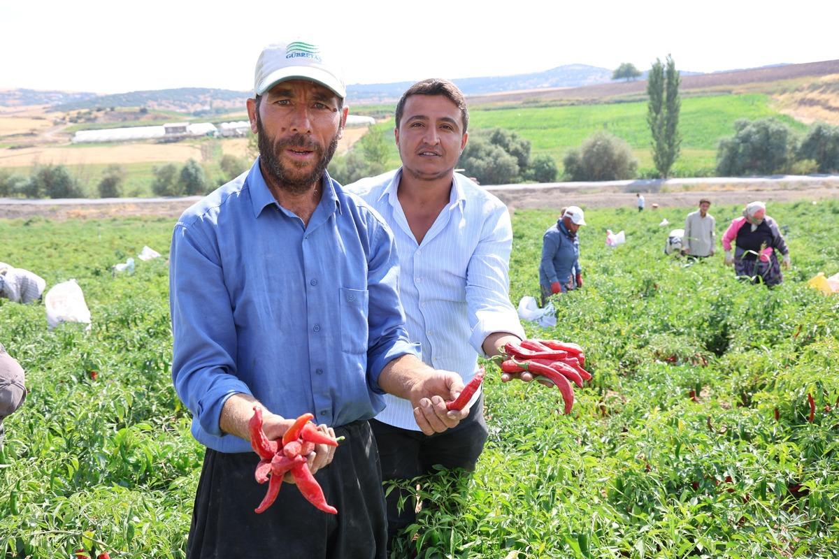 Hasat başladı, tarlada kilosu 200 lira! 3 kıtaya ihra&ccedil; ediliyor 4
