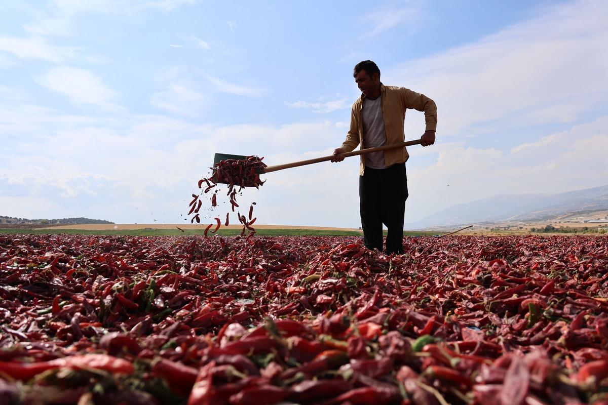 Hasat başladı, tarlada kilosu 200 lira! 3 kıtaya ihra&ccedil; ediliyor 3
