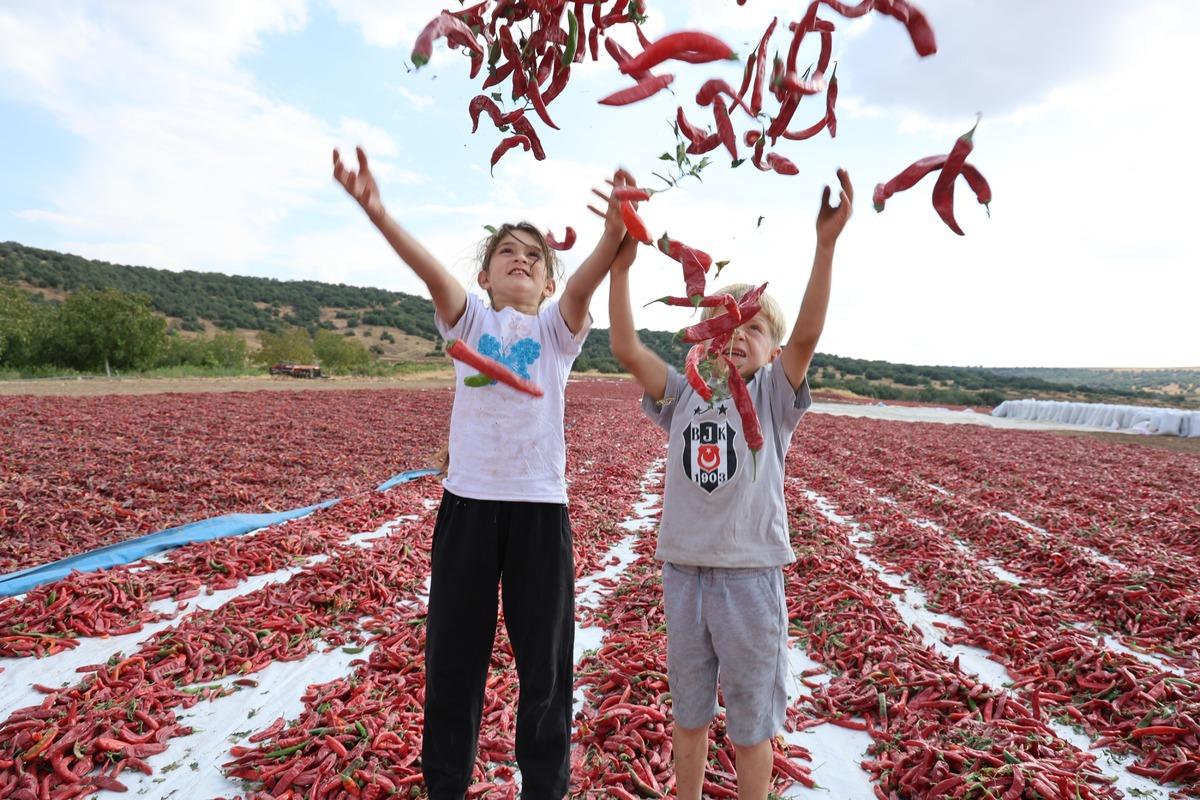 Hasat başladı, tarlada kilosu 200 lira! 3 kıtaya ihra&ccedil; ediliyor 2